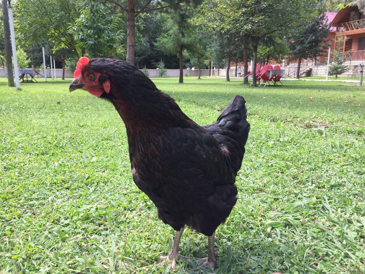 Agara Pansiyon Bostanci Esterno foto